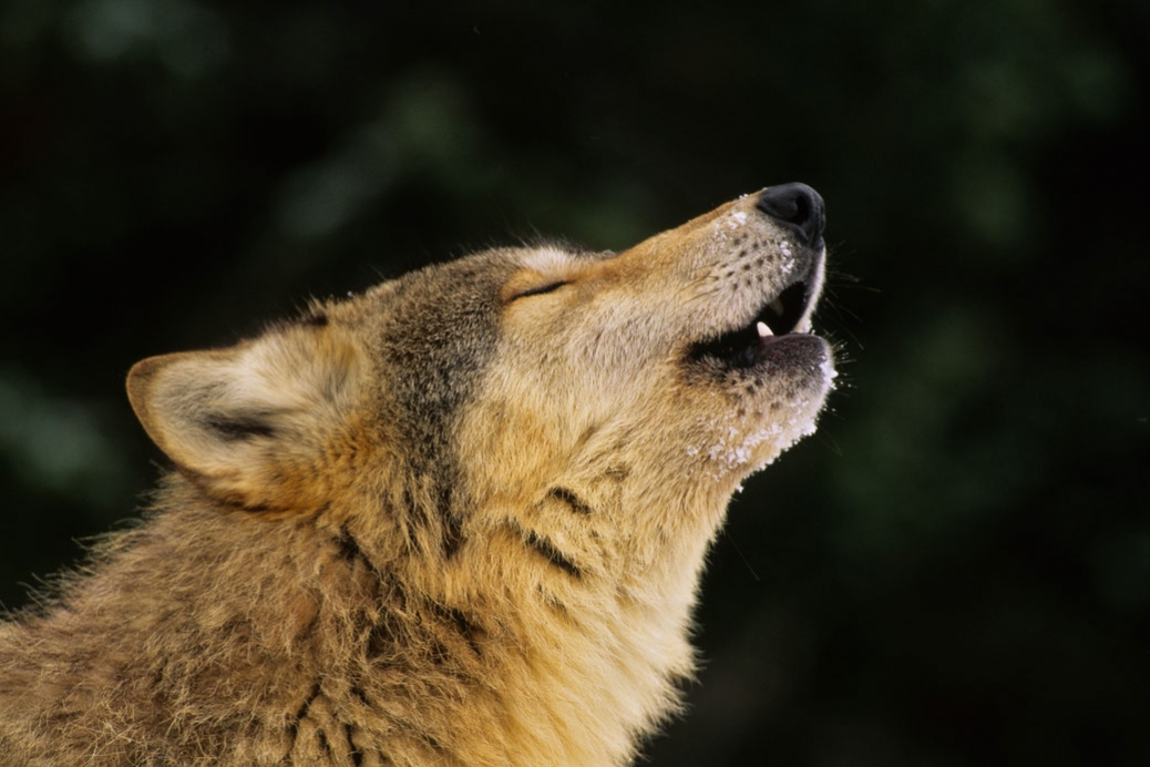 Bioacustica, suoni, versi e sorprese della Natura