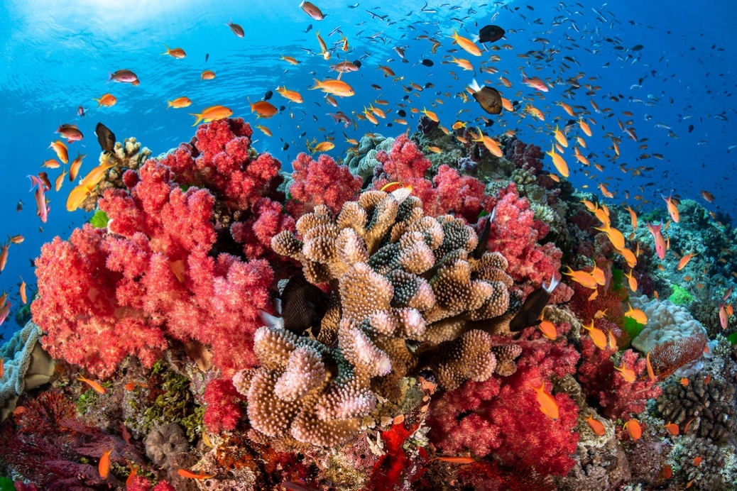 I nostri Oceani, meraviglie e fragilità